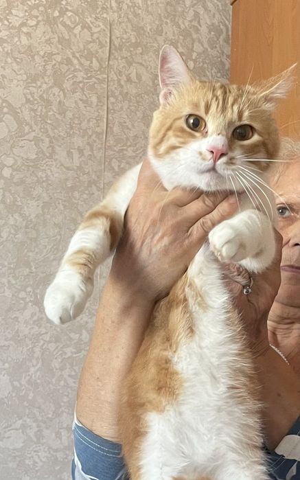Кастрированый Яша  в поисках дома