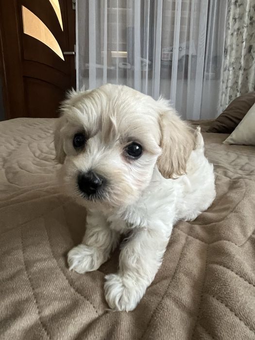 Piesek maltipoo gotowy do odbioru