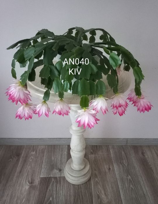 Шлюмбергера AN040