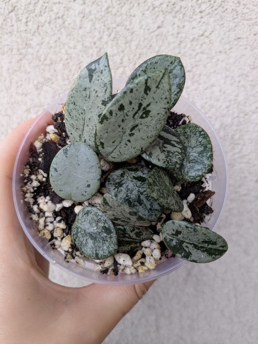 Hoja/Hoya Mathilde Splash