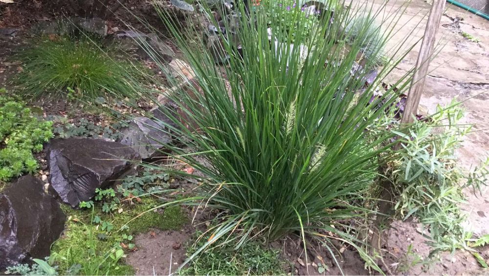 Декоративная трава