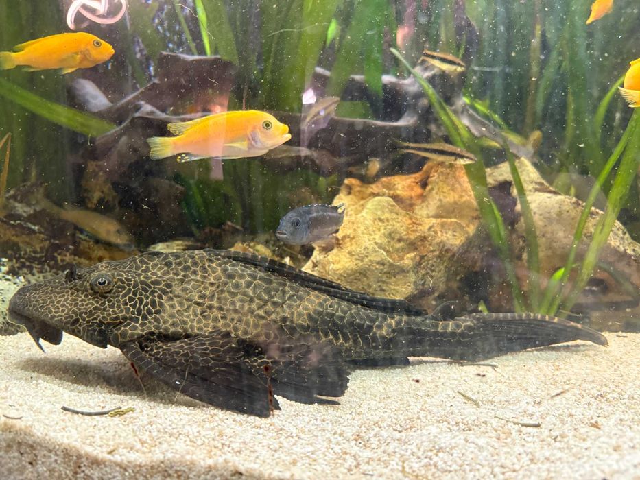 Zbrojnik lamparci (Pterygoplichthys gibbiceps) 40cm para!!
