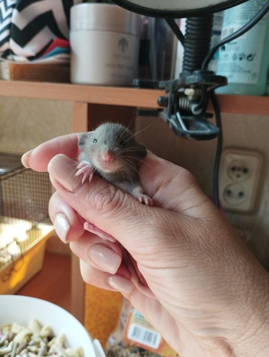 Дамбо криси хлопчики