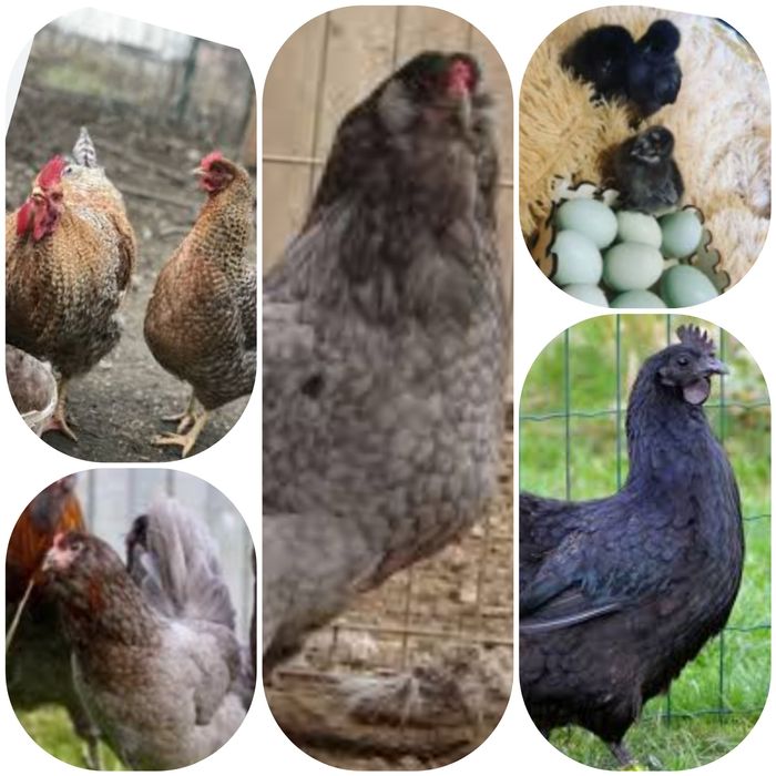 Інкубаційне яйце Беліфельдер, Амераукана,  Ухелюй 
Амераукана 
Уілюй