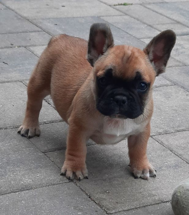 Buldog francuski