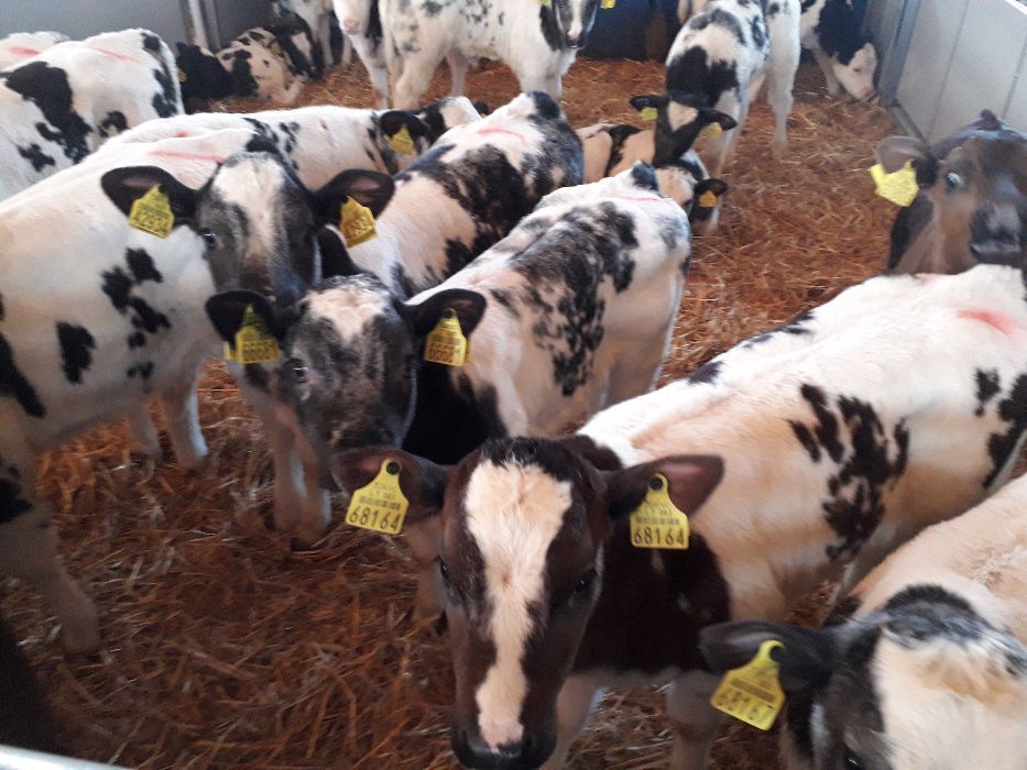 Cielęta, cielaki, byczki oraz jałówki mięsne, MM,MS,HF transport