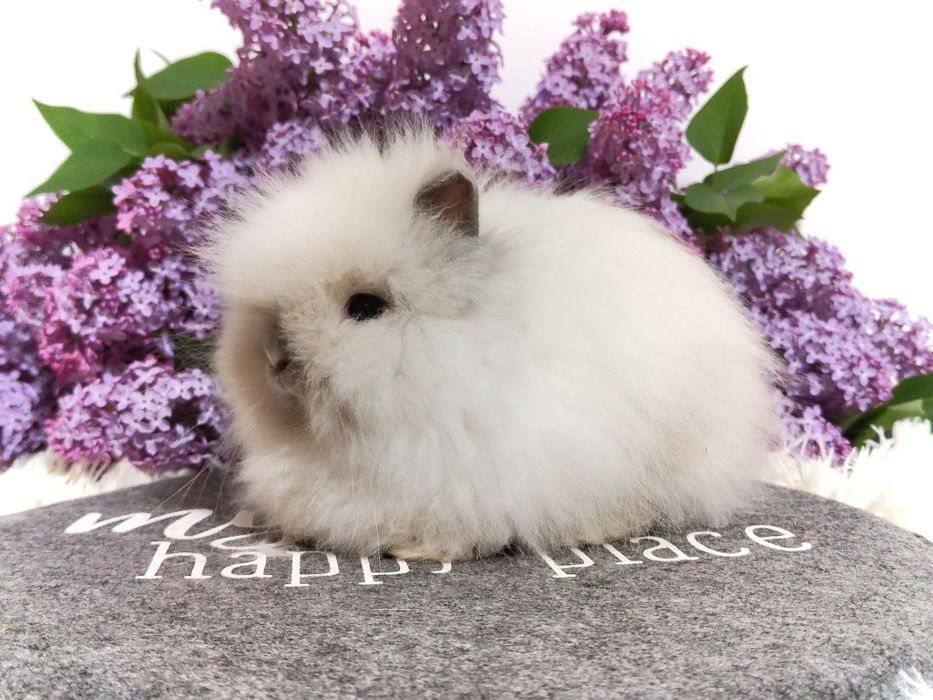 Urocze króliczki Mini Lop i Karzełek Teddy. Króliczek karzełek, miniaturka.