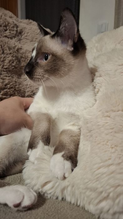 Gatinhos bebés para adopção