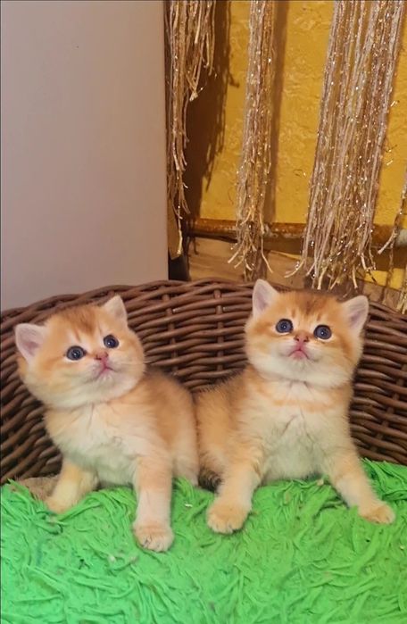 Шикардосик ждёт вас!Золотая шиншилла