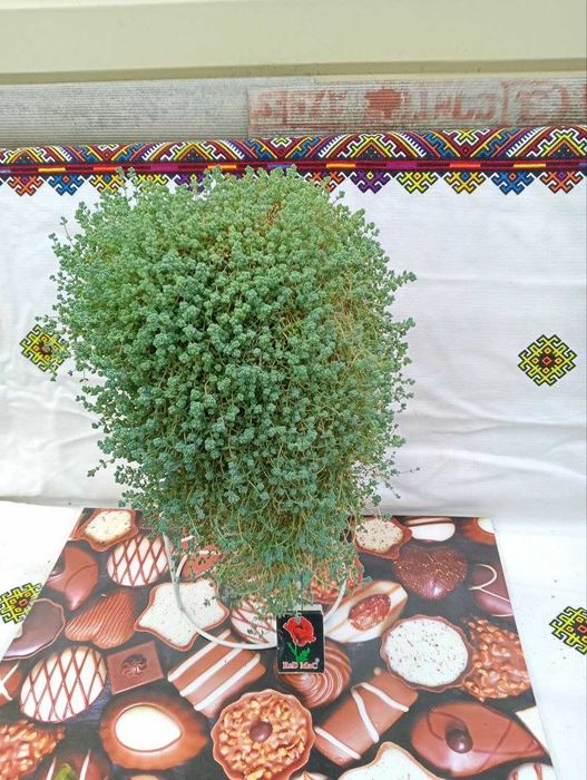 Сансив'єрія спатифілюм гібіскус хлорофітум, пальмочка, рео, очиток, руелія