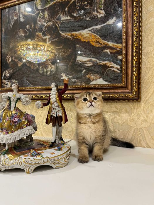 Шотландський висловухий хлопчик золота шиншила; Шотландські кошенята