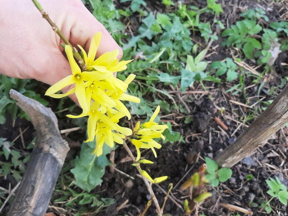 Форзиція/ весняні кущі