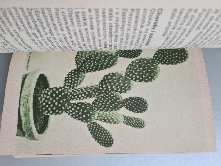 Rośliny ozdobne w mieszkaniu i na balkonie - Izabela Kiljańska