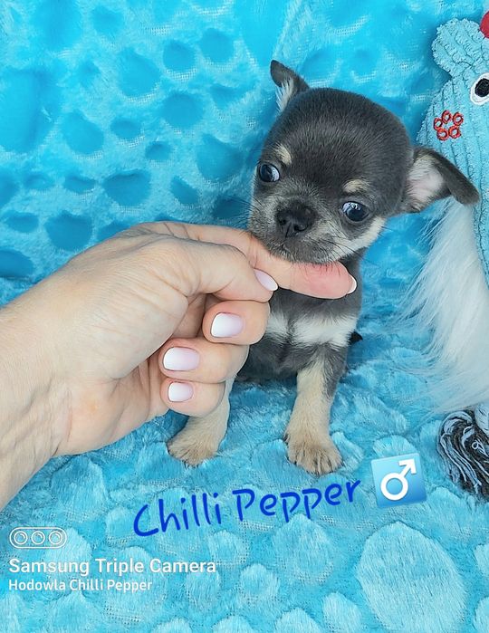 Przepiękny niebieski piesek chihuahua  BLUE