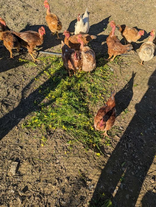 ovos caseiros qualidade diversos tamanhos