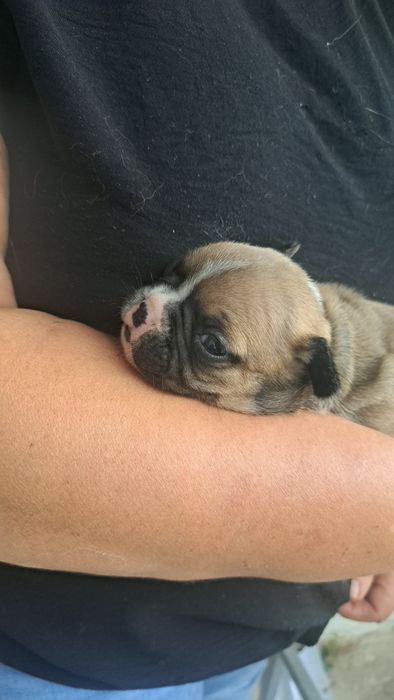 Bulldog francês  fawn