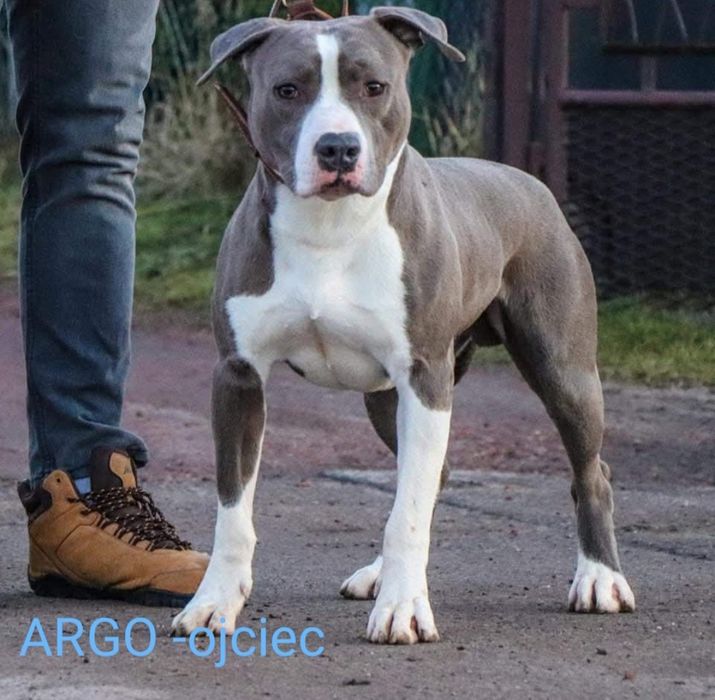Amstaff suczka Rodowód ZKWP/ FCI Zapraszamy do rezerwacji