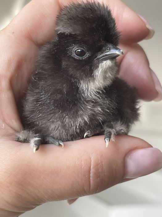 Продам яйце під замовлення китайская шелковая.
