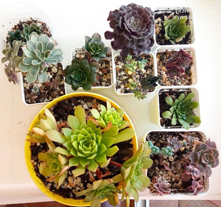 Продам излишки своих домашних цветов суккуленты эониум