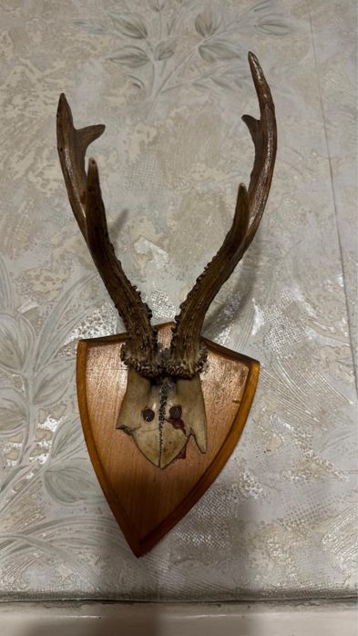 Poroże gotowe do powieszenia