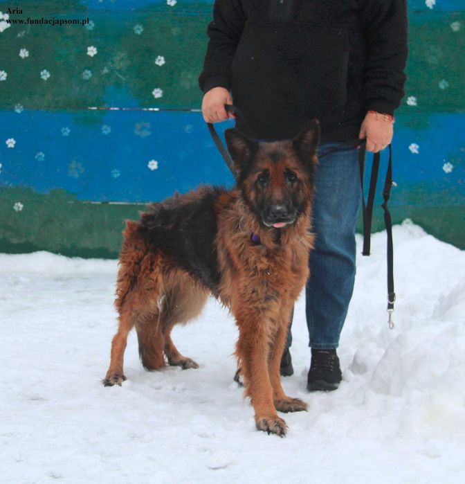 Aria, kochana sunia szuka domku