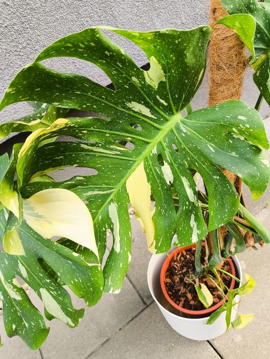 Monstera Thai duża