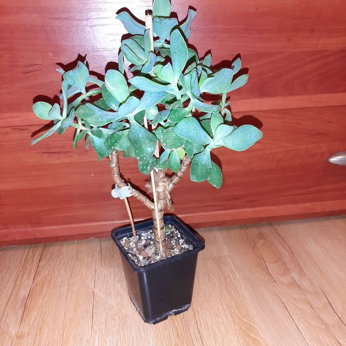 Crassula arborescens Curly Green,  duże drzewko