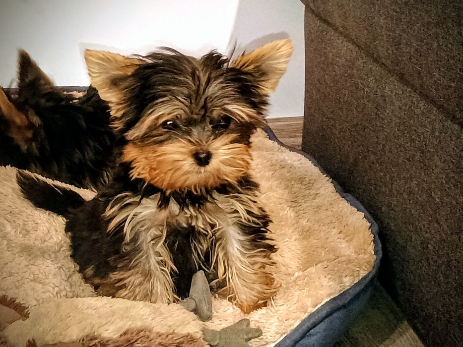 Yorkshire terrier