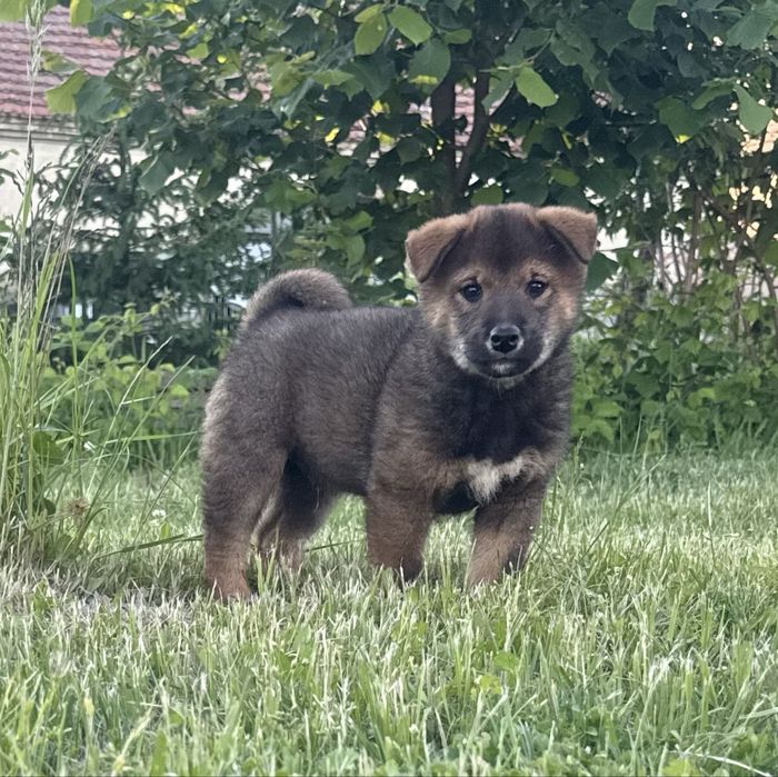 Shiba inu sezamowy chlopak