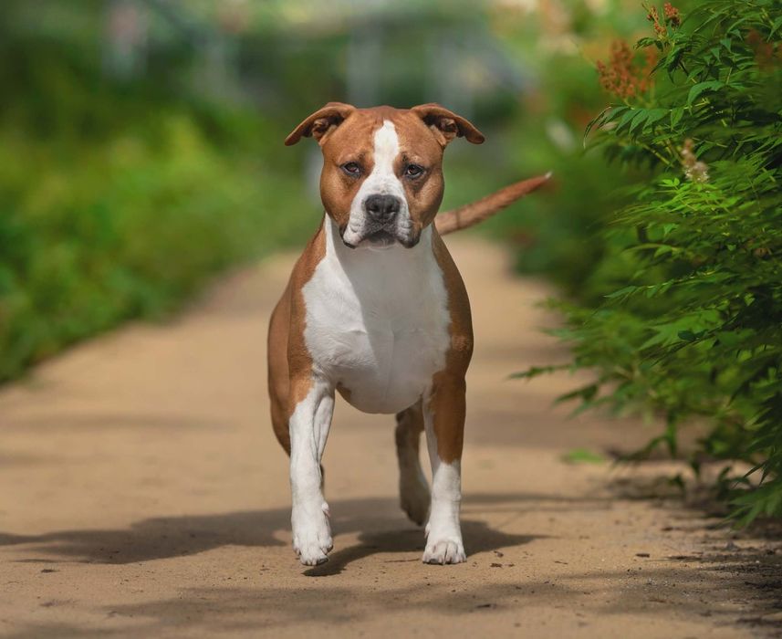 Wyjątkowy samiec GOTOWY DO ZMIANY DOMU American Staffordshire Terrier