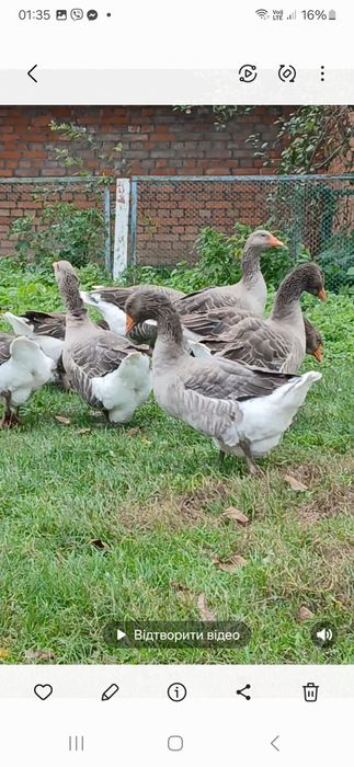 Гуси велика сіра