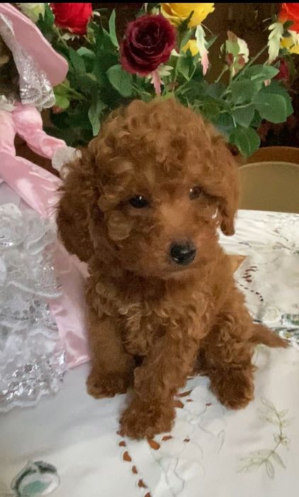 Пудель дівчинка редбраун