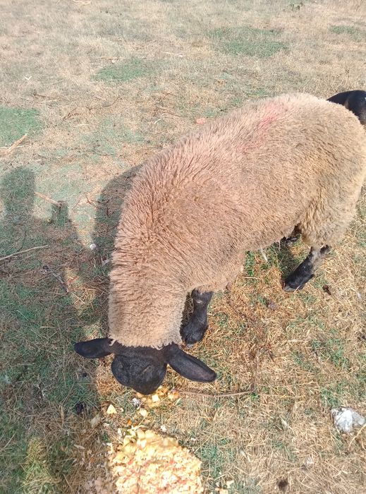 Vendo borrego suffolk