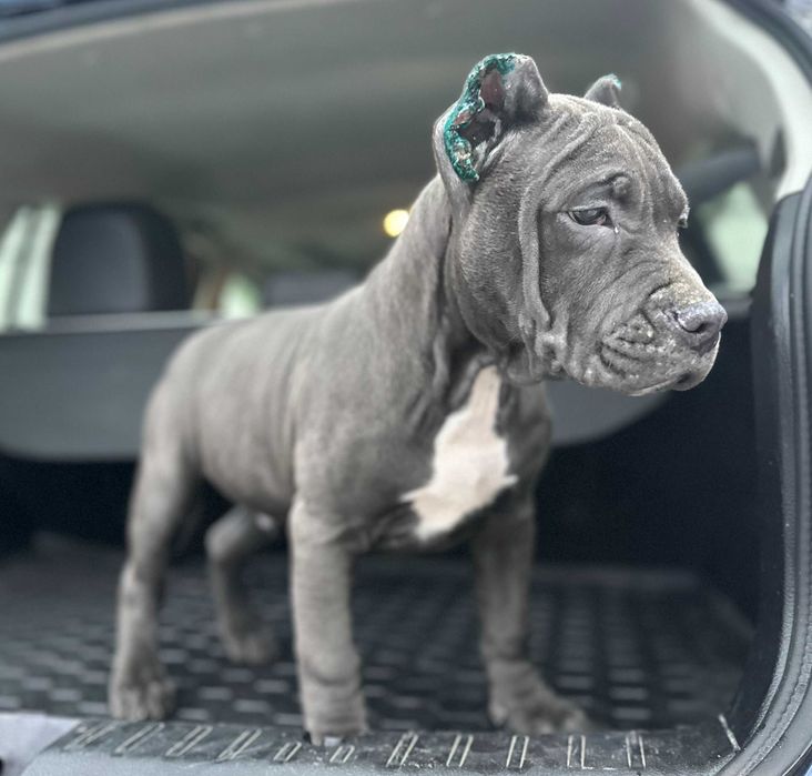 Щенки АСТ Амстафф