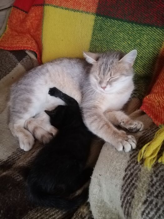 Маленька Пантерка шукає дім