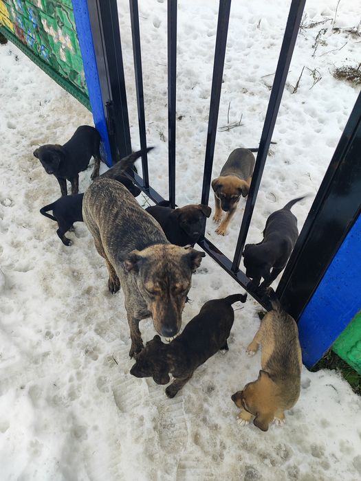 Цуценята шукають дім