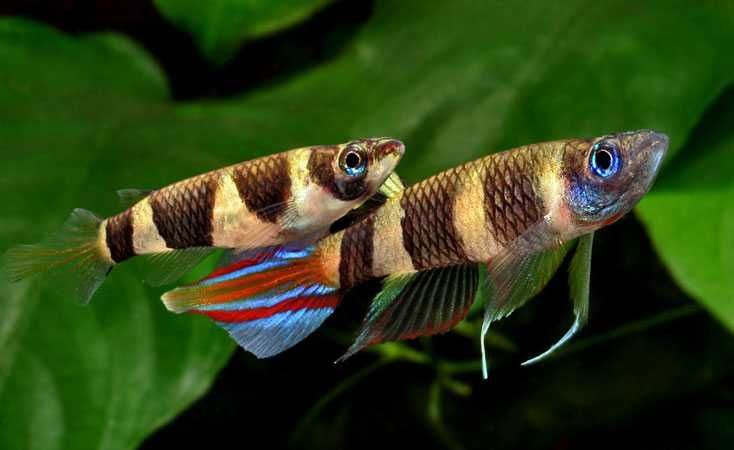 Ryby Gogołów   Szczupieńczyk karłowaty (Epiplatys annulatus). Cetarius