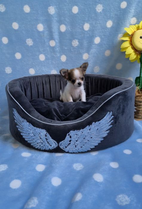 Przecudowny MINI XS chihuahua chłopczyk długowłosy