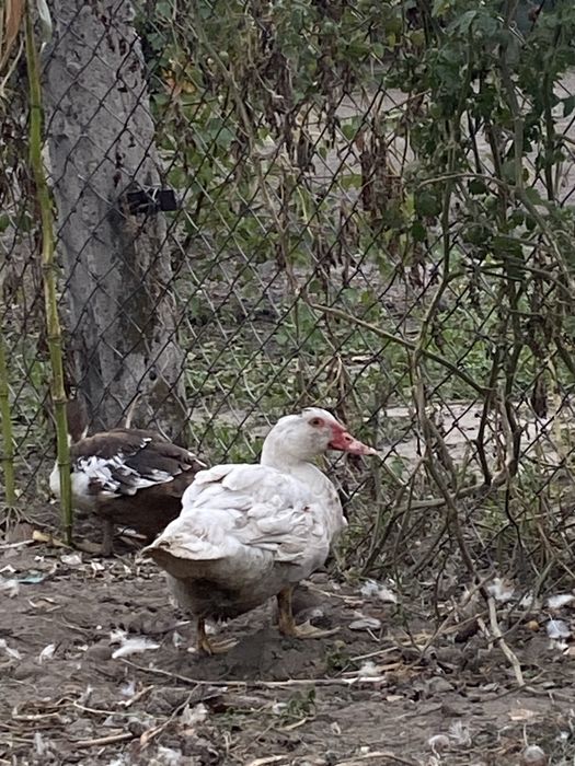 Индоутята молодые