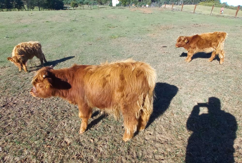 Szkockie Krowy Wysokogórskie (Highland Cattle)
