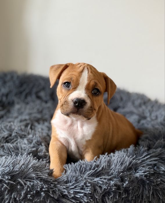 American staffordshire terrier AMSTAFF FCI suczka