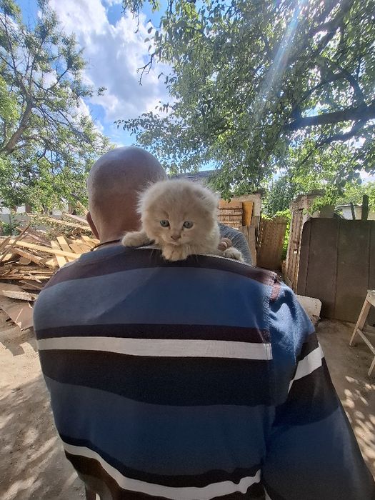 Кошенята від вісловухої рижої мами