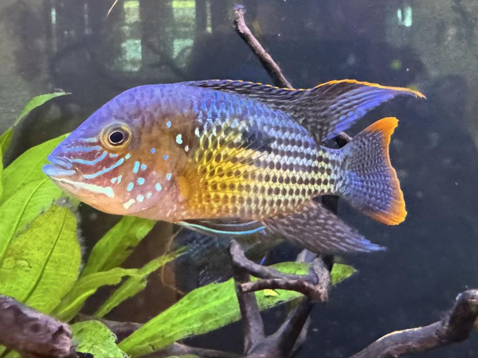 Vendo 2 Green Terror