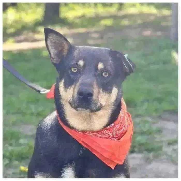 Активная собака ищет дом