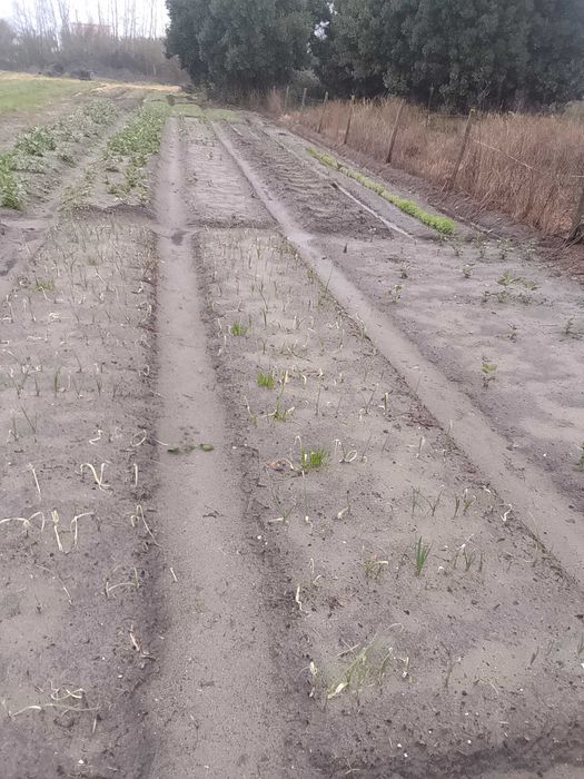 Hortas e jardinagem em geral