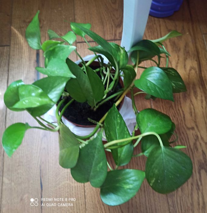 Epipremnum złociste roślina ozdobna duża sadzonka