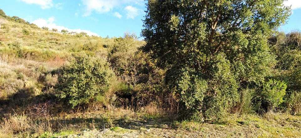 Terrenos agricolas DouroBragança- Torre Moncorvo- Açoreira Desde 1950E
