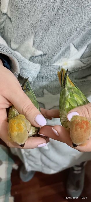 Agapórnis Roseicollis para levantarem voo