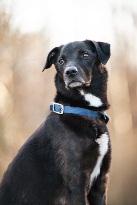 Smutny Piesek Lesio do adopcji!