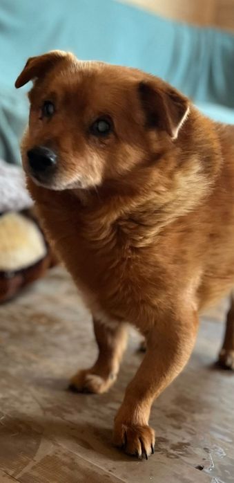 Niewidomy Zenuś szuka domku